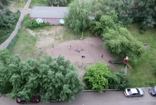 дети сломали иву 19.06.2024